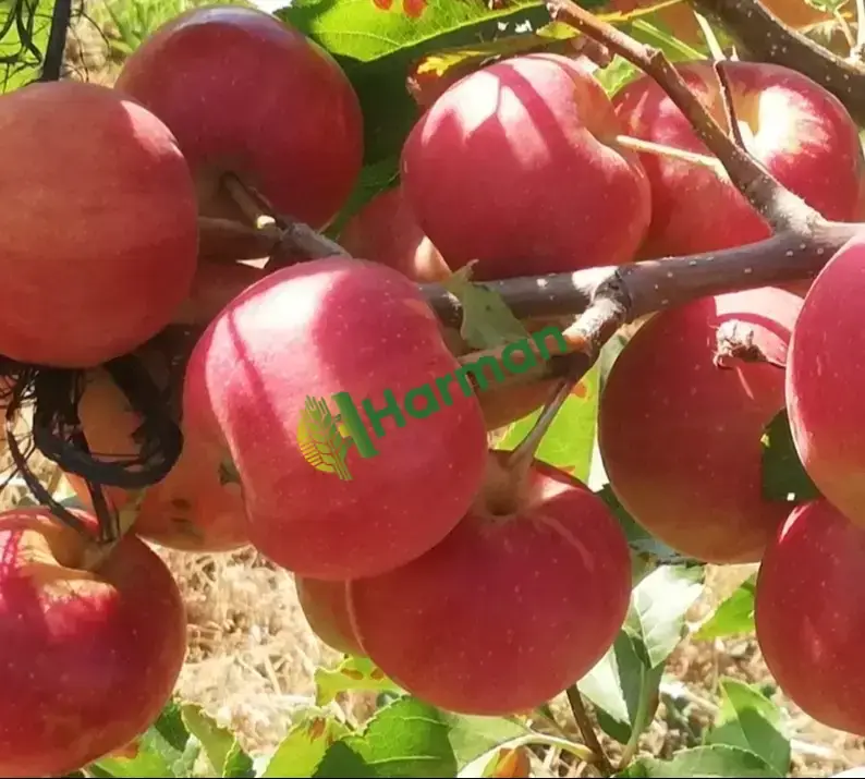 Taptaze Bal Gibi Elma Bahçemizden