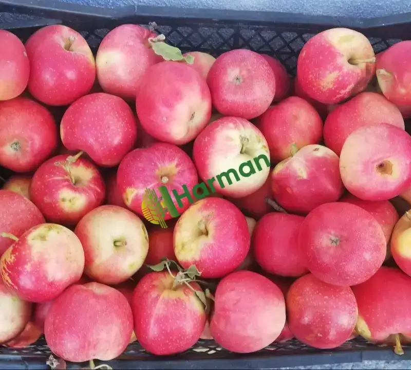 Taptaze Bal Gibi Elma Bahçemizden