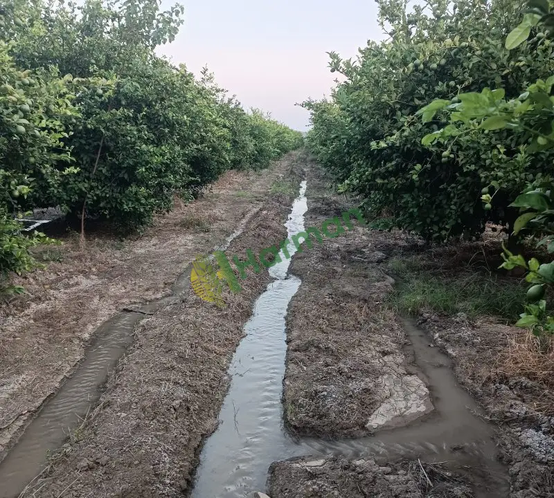 Tarım ilaçsız kalıntısız kalibreli Mayer Limon