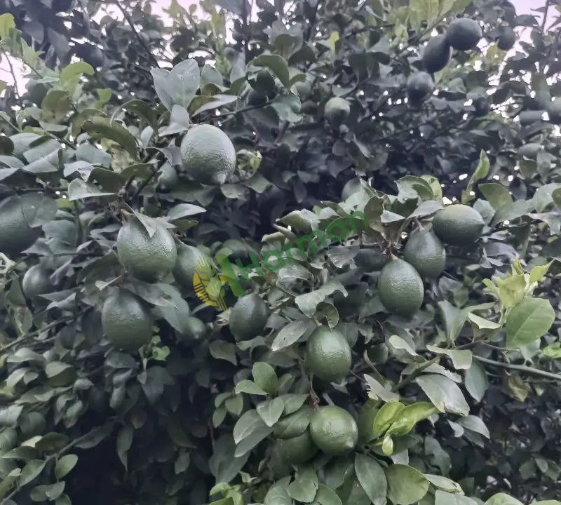 Tarım ilaçsız kalıntısız kalibreli Mayer Limon