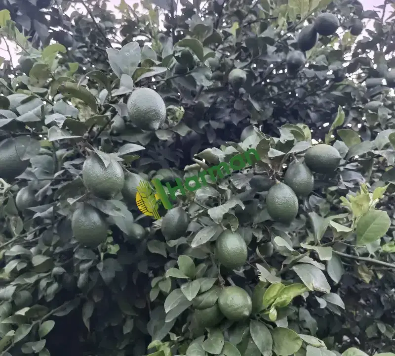 Tarım ilaçsız kalıntısız kalibreli Mayer Limon