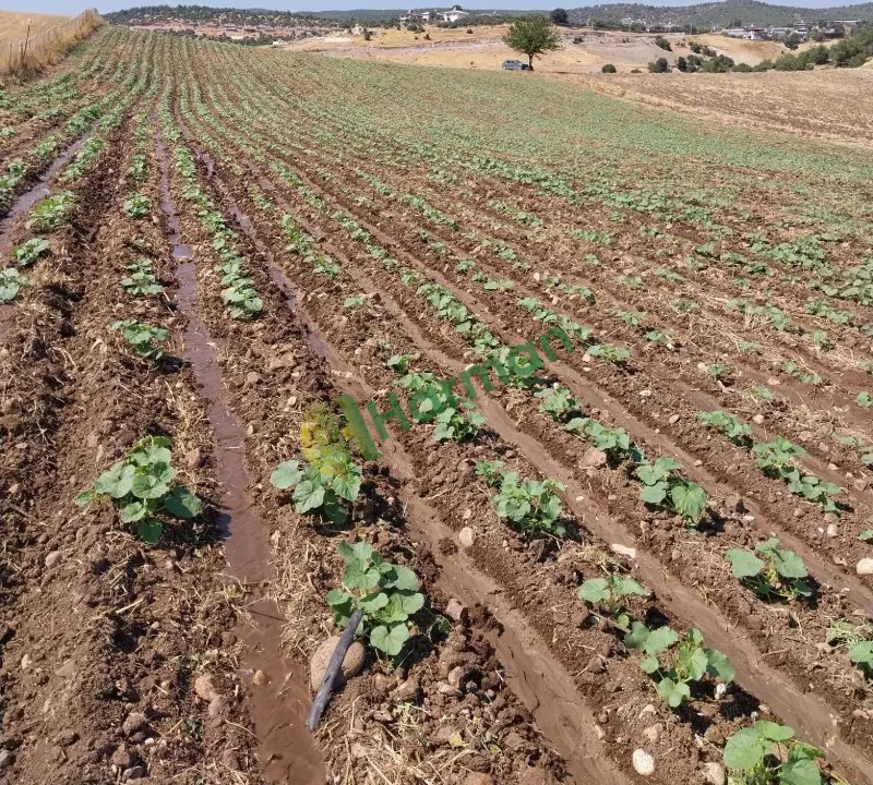 Tarlada 8  donum toplamaya hazır acur