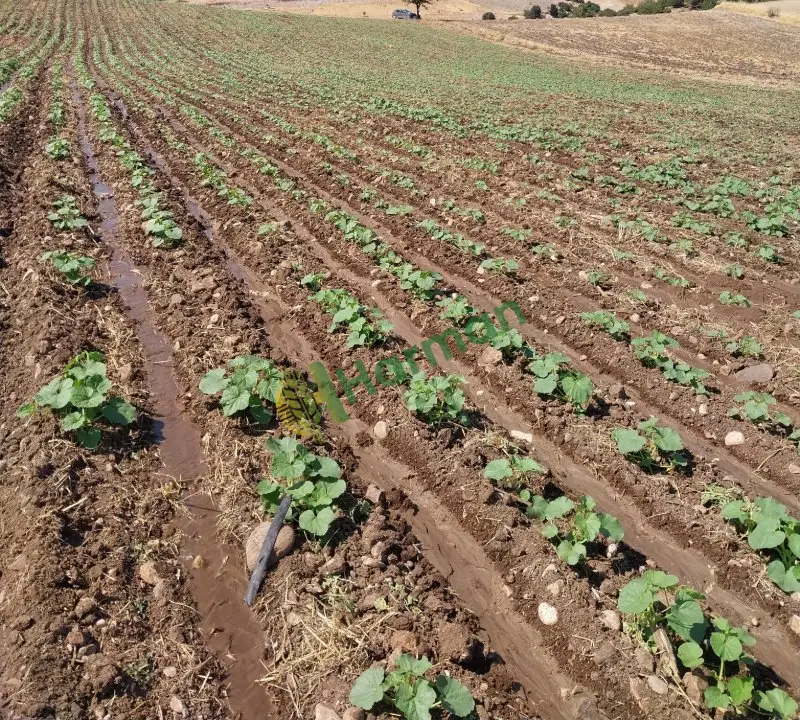 Tarlada 8  donum toplamaya hazır acur