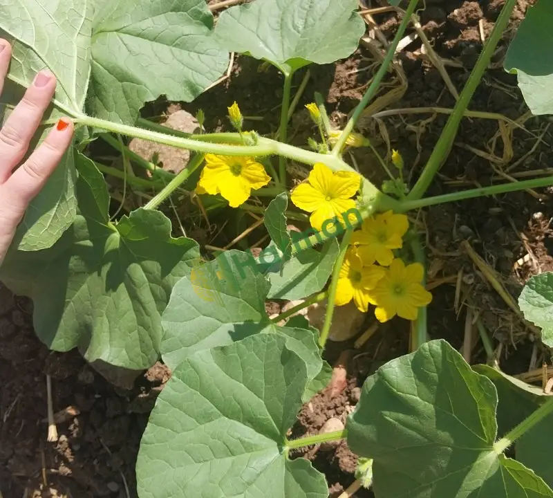 Tarlada 8  donum toplamaya hazır acur