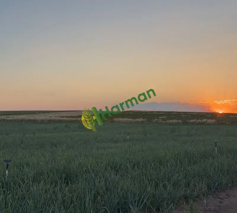 Tarladan Alaca Mor Soğanı – 240 Ton – Çuvallı – Toptan