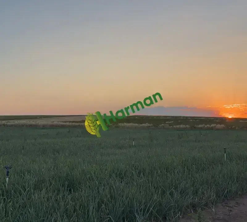 Tarladan Alaca Mor Soğanı – 240 Ton – Çuvallı – Toptan