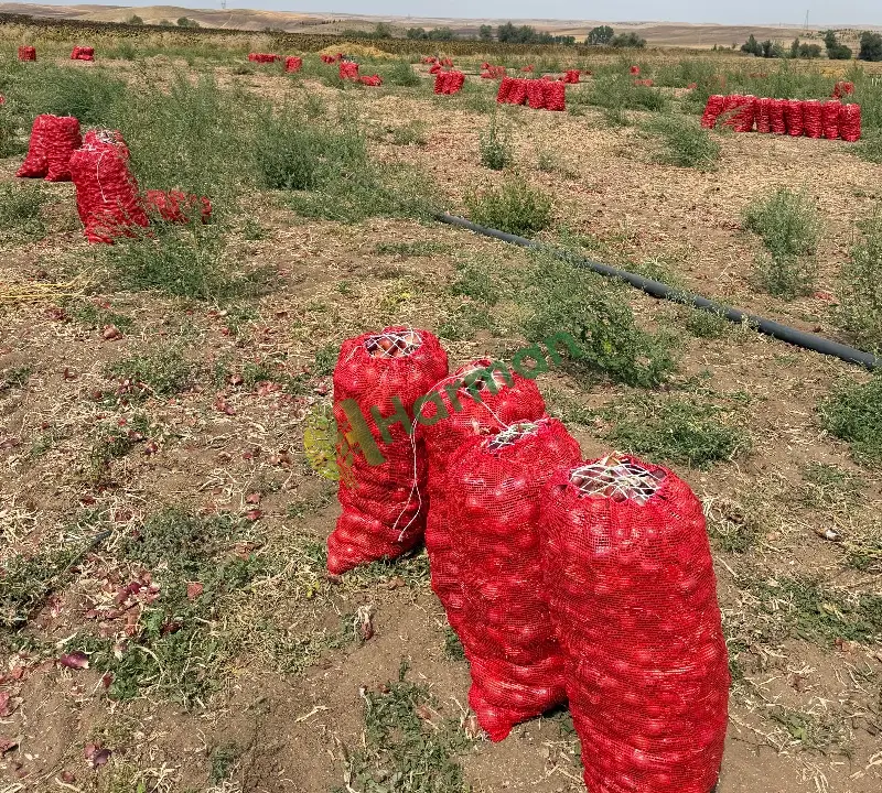Tarladan Alaca Mor Soğanı – 240 Ton – Çuvallı – Toptan