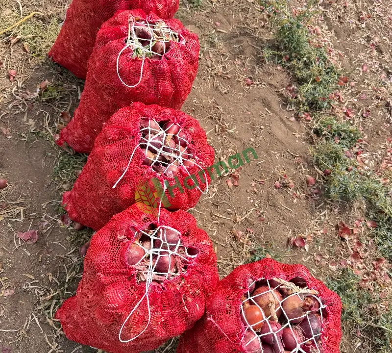 Tarladan Alaca Mor Soğanı – 240 Ton – Çuvallı – Toptan