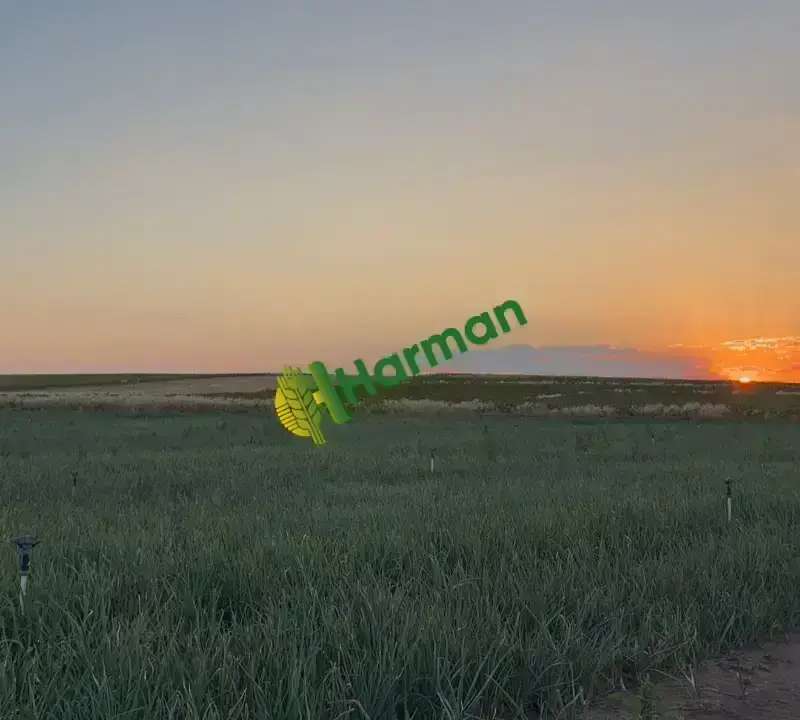 Tarladan Alaca Mor Soğanı – 240 Ton – Çuvallı – Toptan