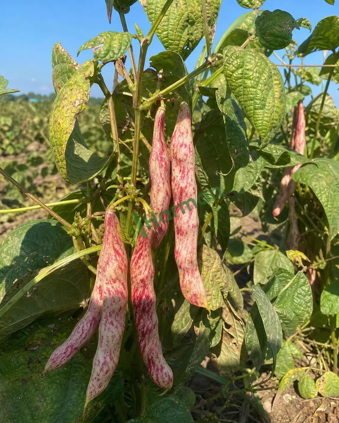 Tarladan barbunya
