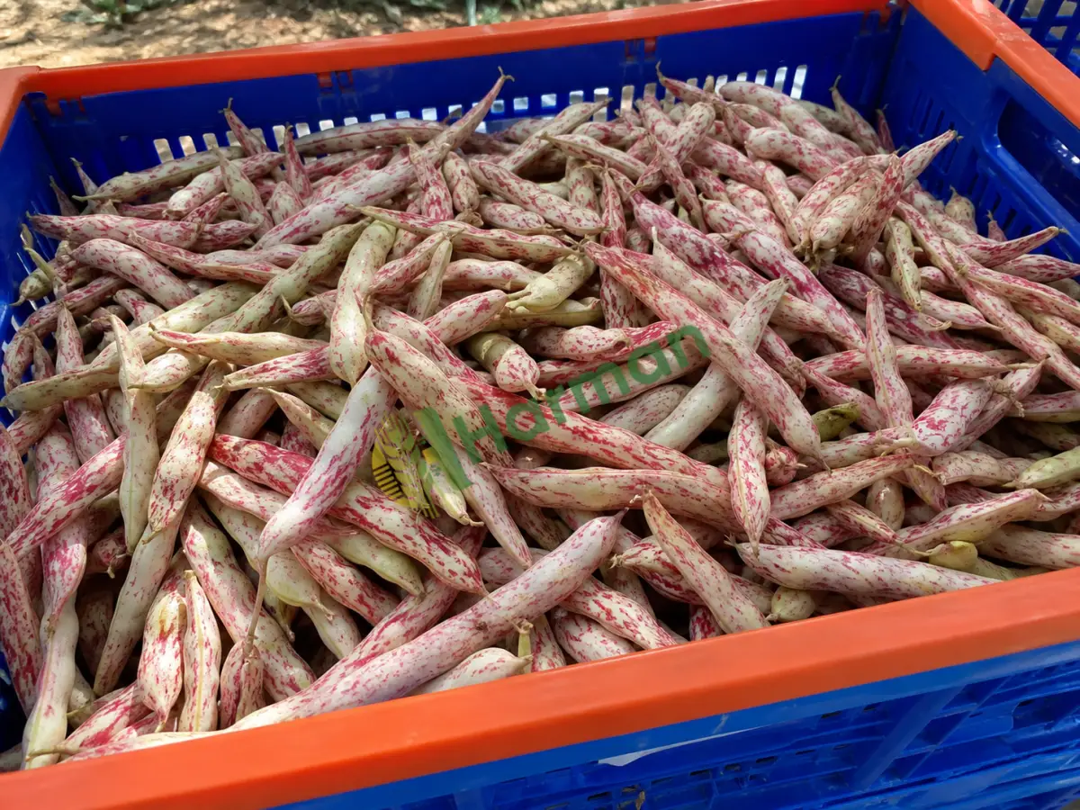 Tarladan barbunya