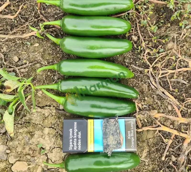 tarladan kirima hazir jalapone