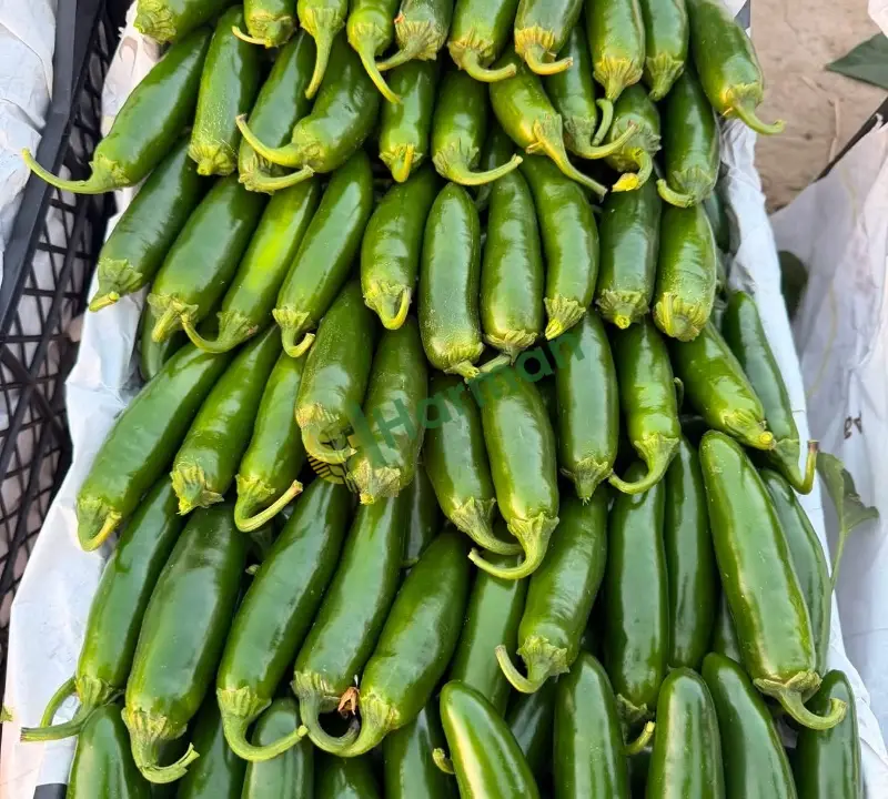 tarladan kirima hazir jalapone