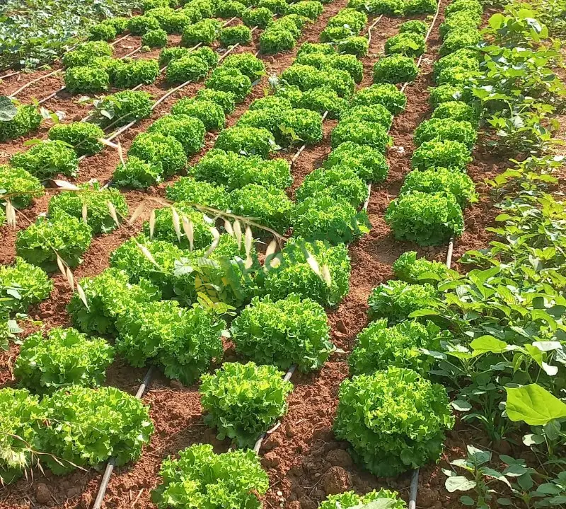 Tarladan kıvırcık