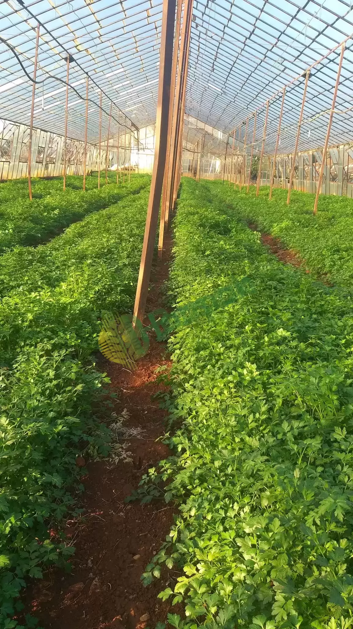 Tarladan Sofranıza Taze Maydanoz Satışı! 🌿