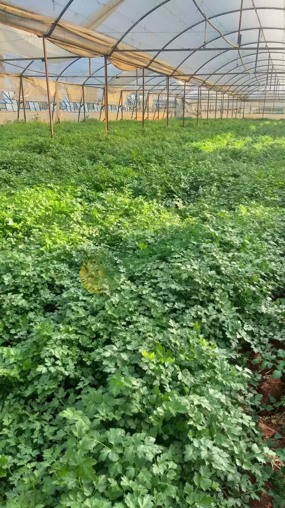 Tarladan Sofranıza Taze Maydanoz Satışı! 🌿