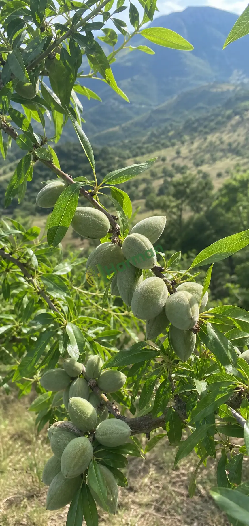 Taş badem