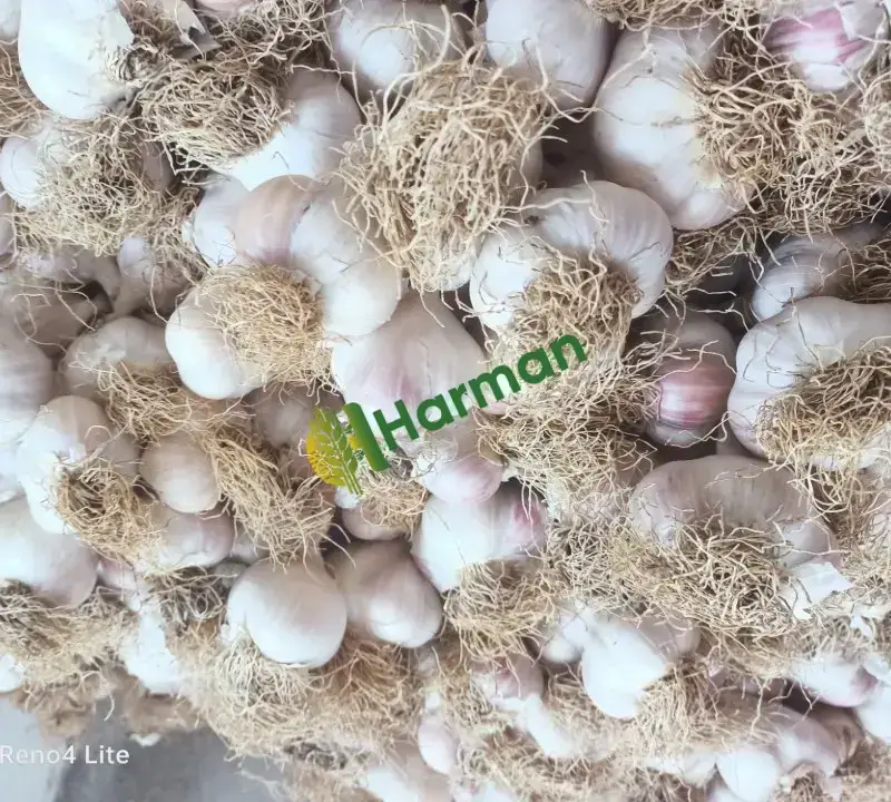 Taşköprü sarımsağı