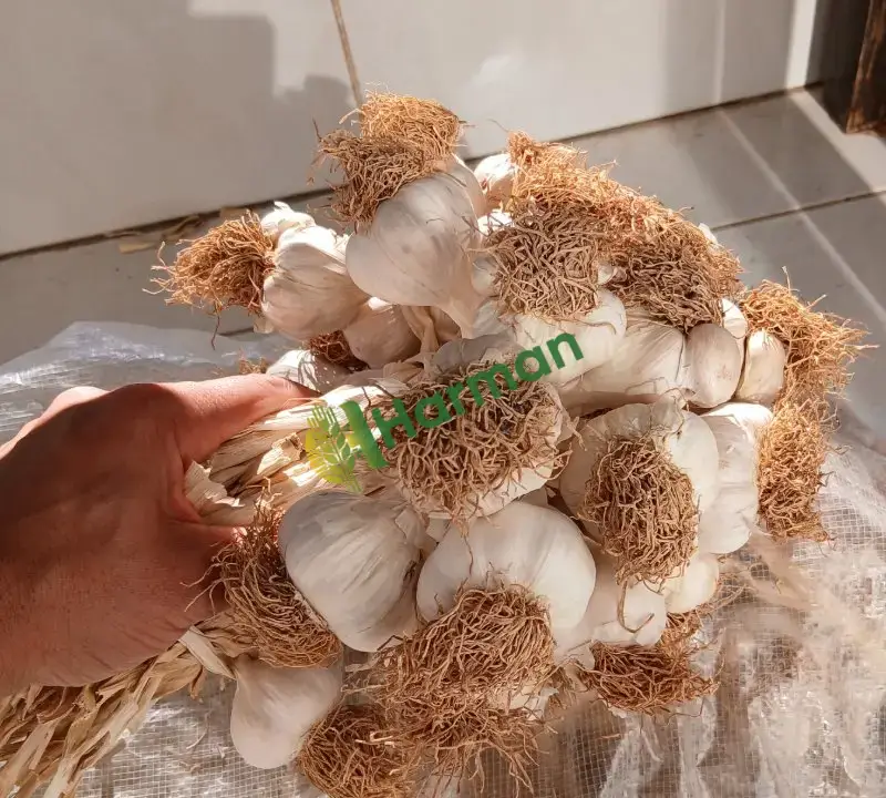 Taşköprü sarımsağı