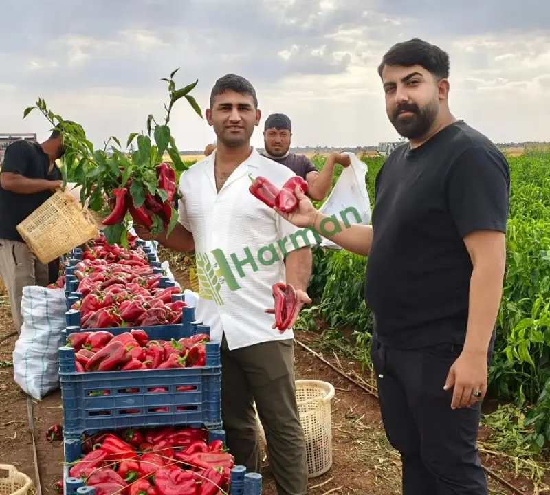 Tatlı kapya biber