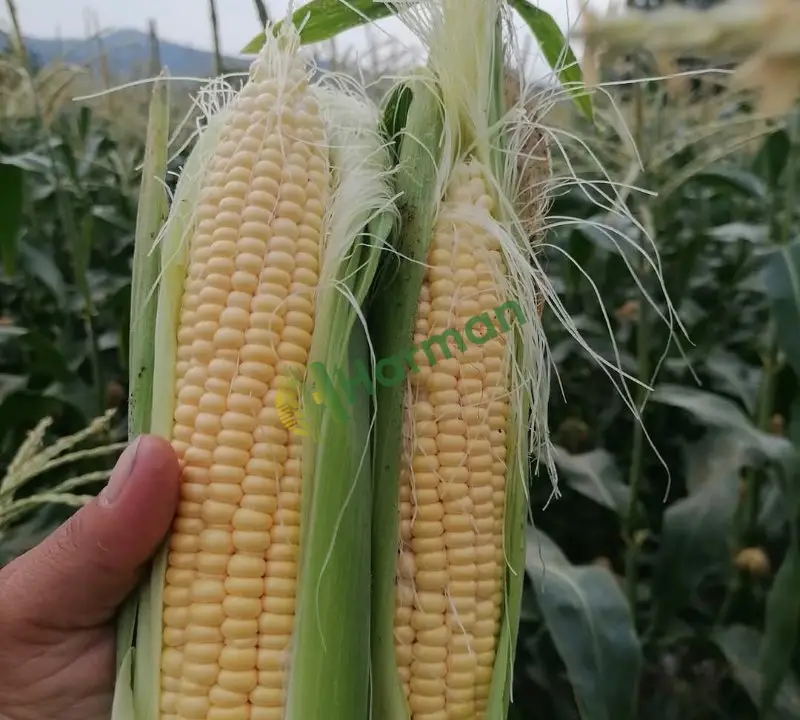 Tatlı mısır