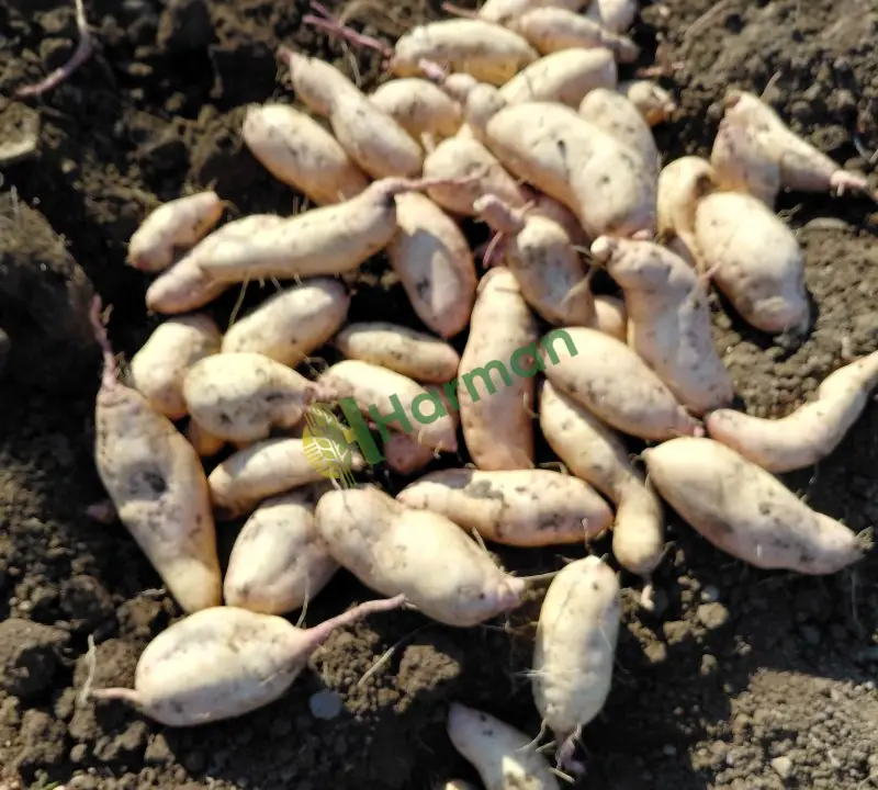 Patates hal fiyatı