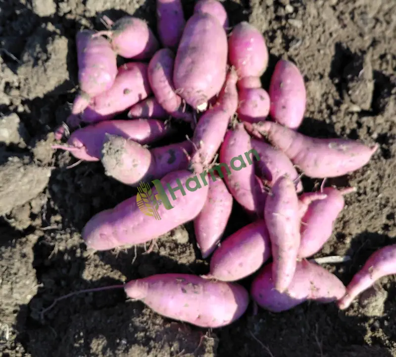 Tatlı patates
