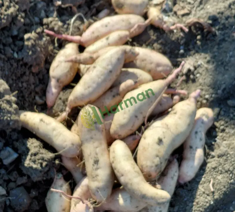Tatlı patates