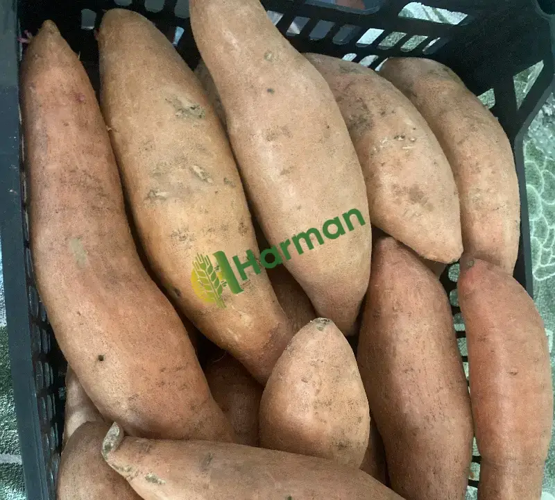 Tatlı patates