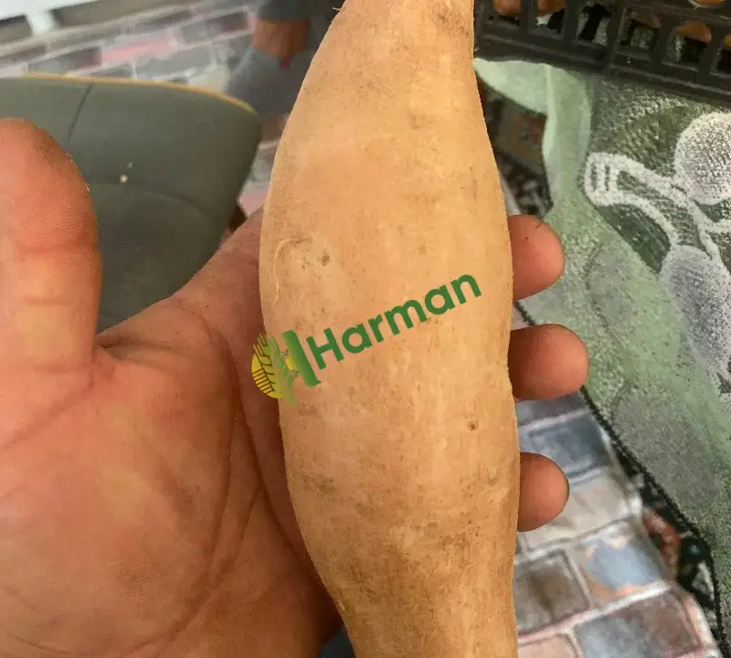 Tatlı patates