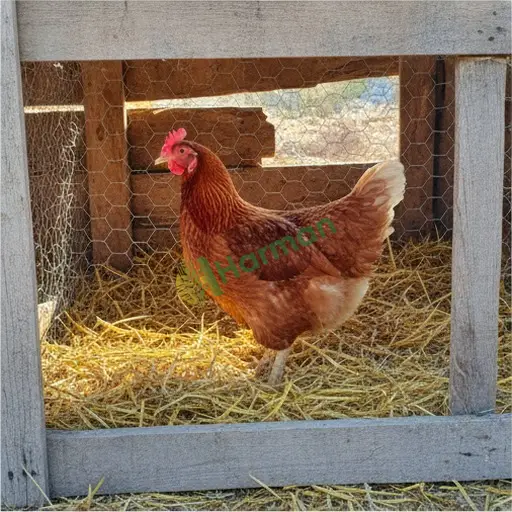 Tavuk Aranan / Yalova Armutlu