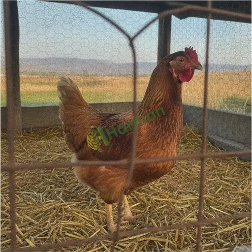 Ordu Gürgentepe damızlık tavuk alıcısıyım
