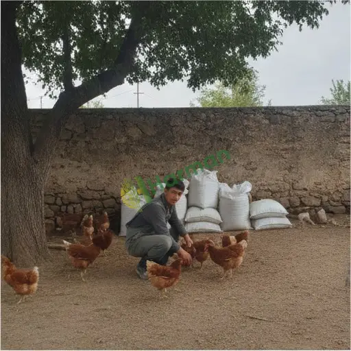 Diyarbakır Eğil'de tavukçuluk işi arıyorum