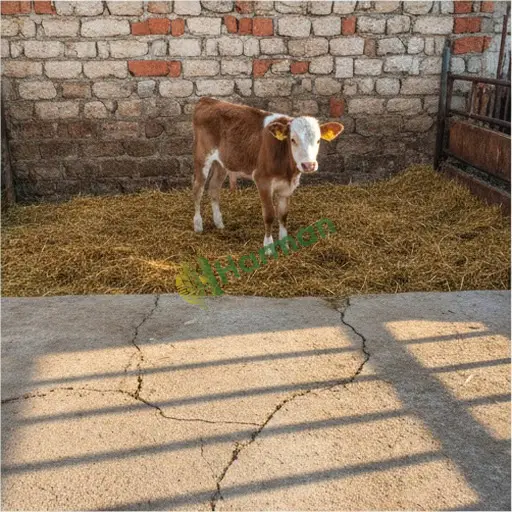 Erzurum Hınıs'ta erkek buzağı alınacak