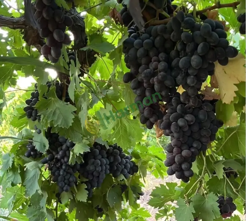 Taze Antep Karası , Hatun Parmağı - 2