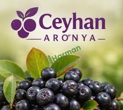 Taze aronya