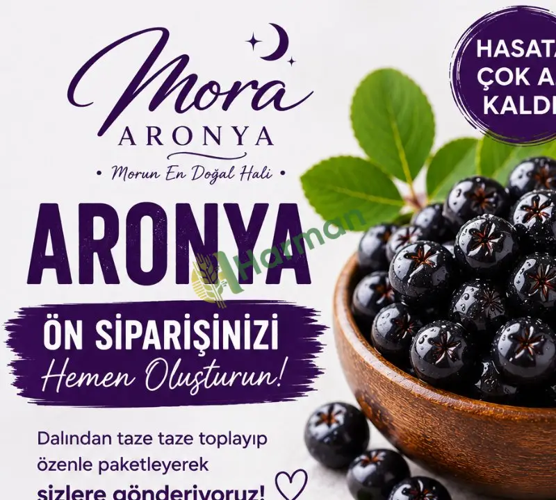 Taze Aronya