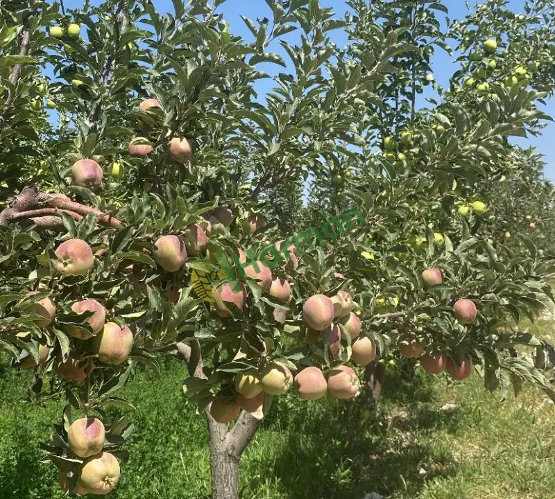 Taze bahçeden elma