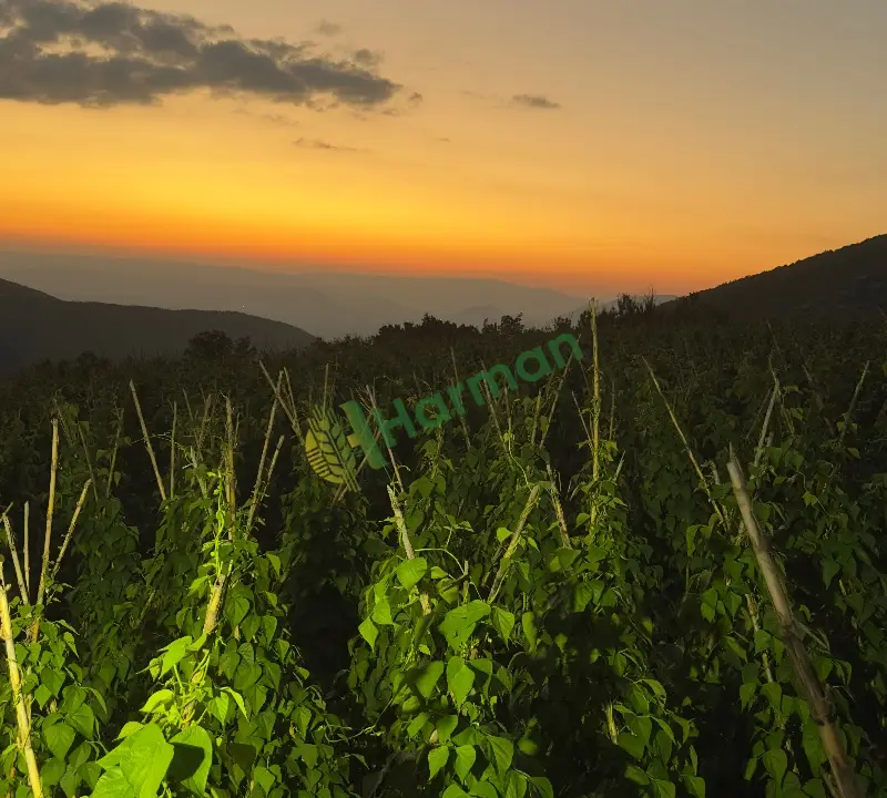 Taze Barbunya Yeni Hasat