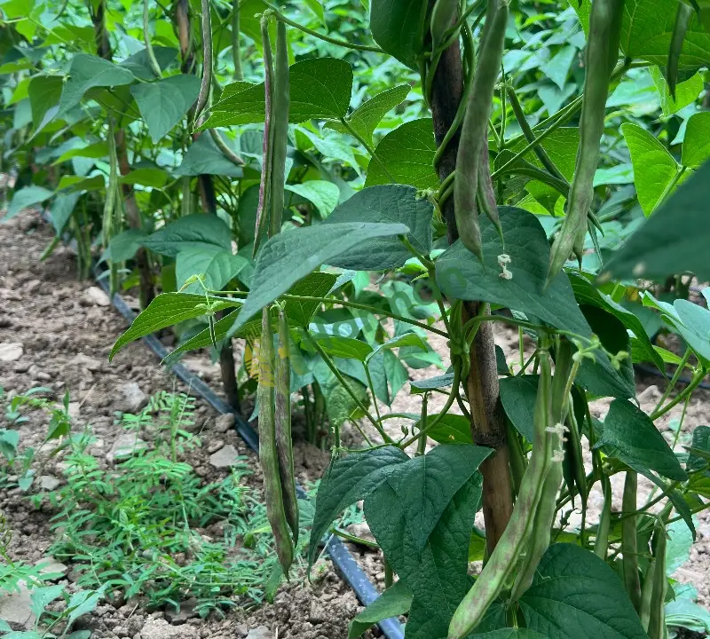 Taze Barbunya Yeni Hasat