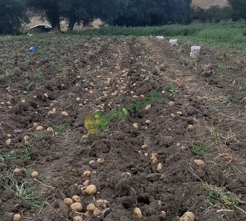 Taze Bolu patatesi