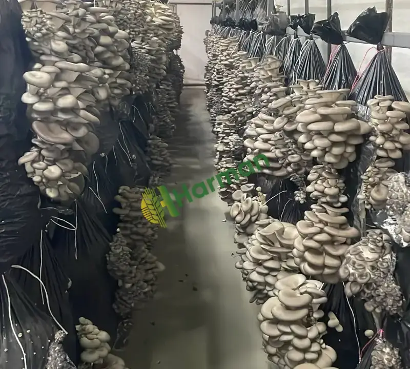 Taze çadırda istiridye mantarı,günlük Taze hasad