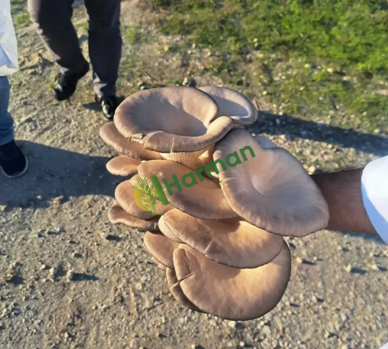 Taze çadırda istiridye mantarı,günlük Taze hasad