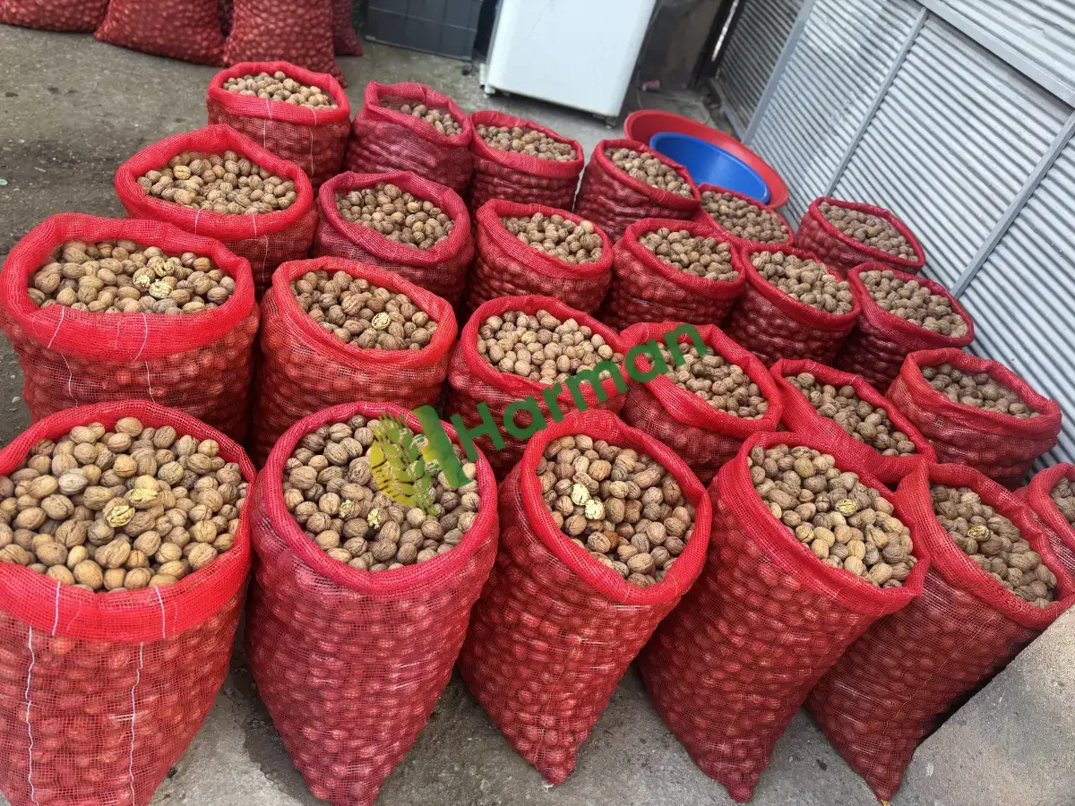 Taze ceviz yeni mahsul