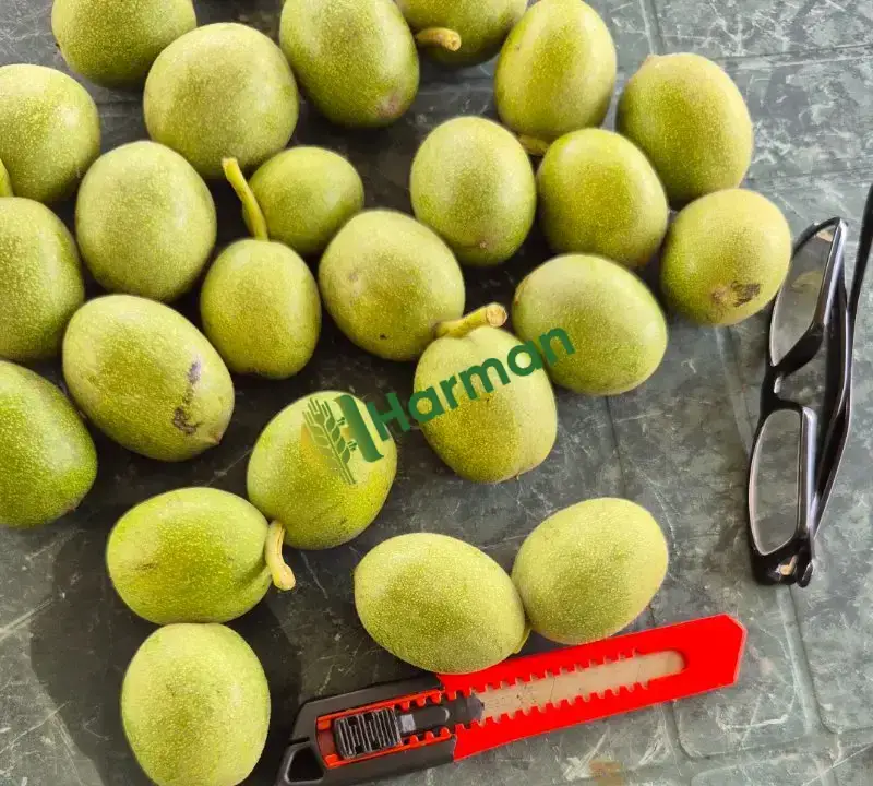 Taze ceviz