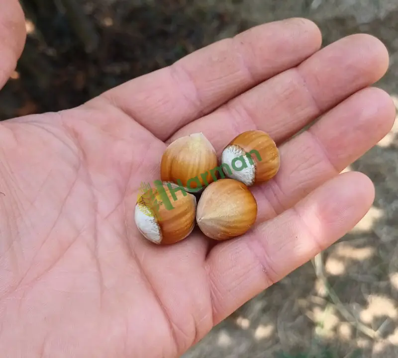 Taze Fındık