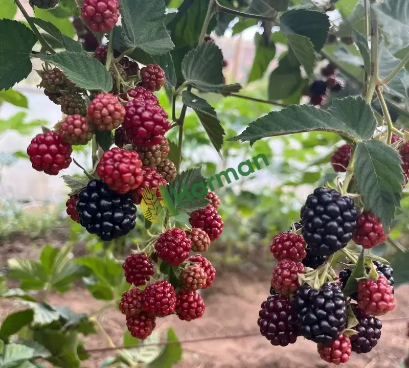 Taze günlük yolum
