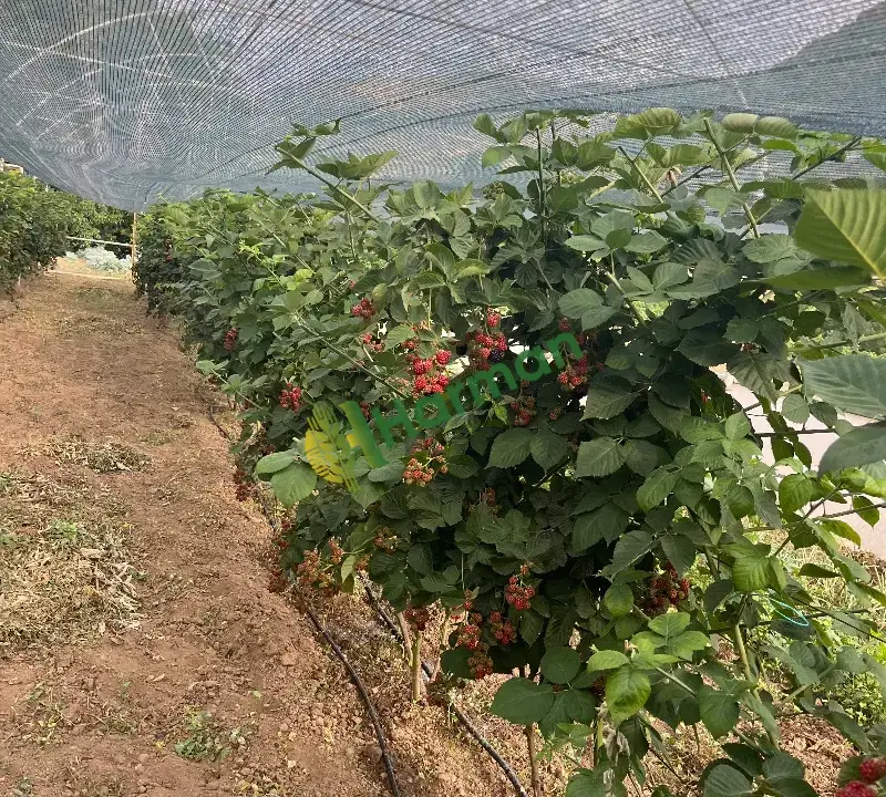 Taze günlük yolum
