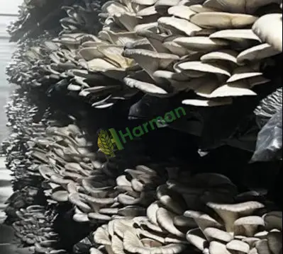 Taze İstiridye Mantarı – Üreticiden Direkt, Sürekli Tedarik / MERSİN