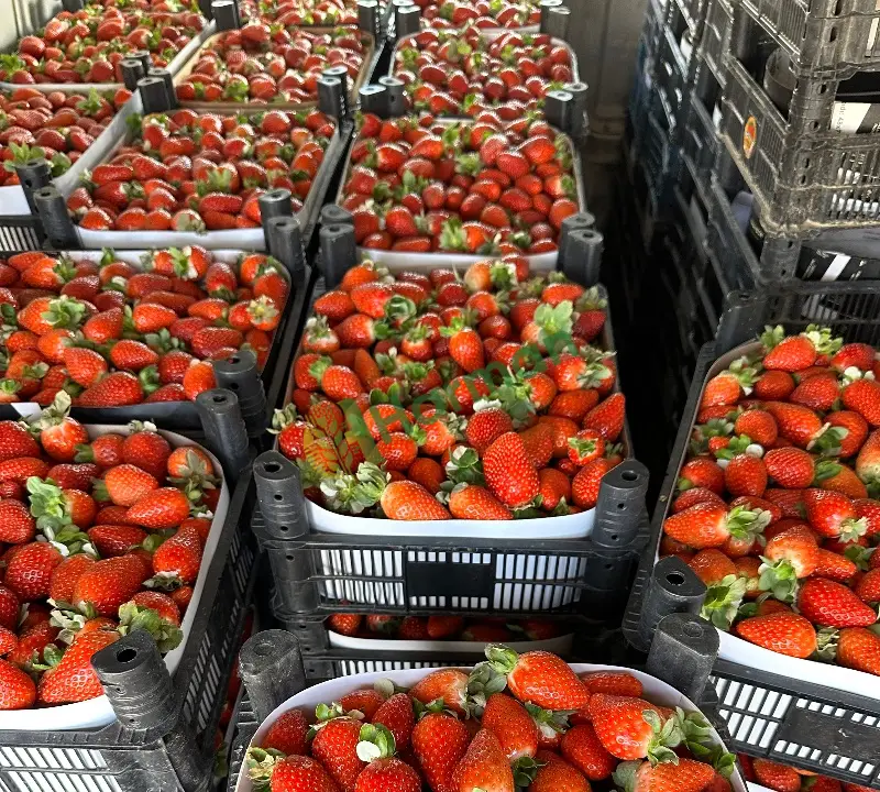 Taze kaliteli gerçek aromalı ÇİLEK
